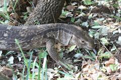 Varanus albigularis albigularis
