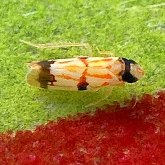 Erythroneura integra