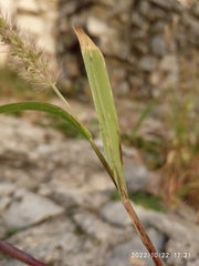 Setaria italica