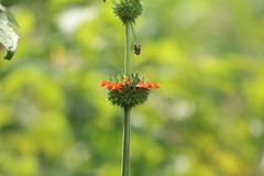 Leonotis nepetifolia