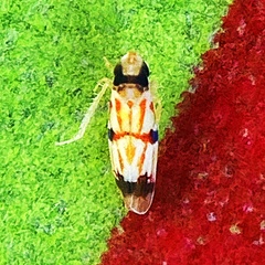 Erythroneura integra