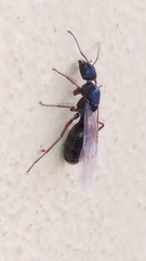 Camponotus rufipes