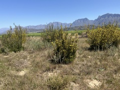 Leucadendron corymbosum