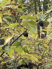 Calycanthus floridus