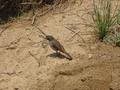 Cossypha caffra caffra