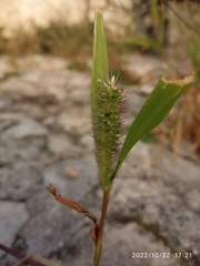 Setaria italica