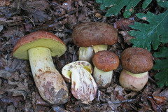 Butyriboletus appendiculatus