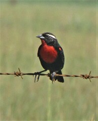 Leistes superciliaris