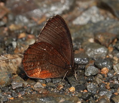 Pedaliodes manis