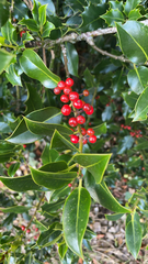 Ilex aquifolium