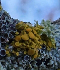 Xanthomendoza hasseana