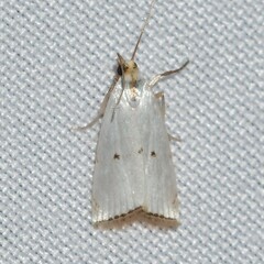 Argyria gonogramma