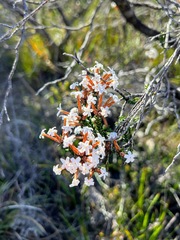 Lysinema