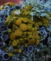 Xanthomendoza hasseana