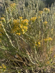 Tetradymia glabrata