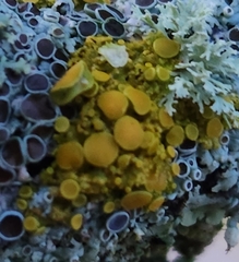 Xanthomendoza hasseana