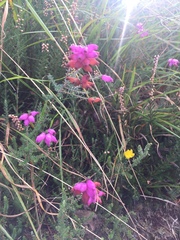 Erica ciliaris