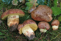 Butyriboletus appendiculatus