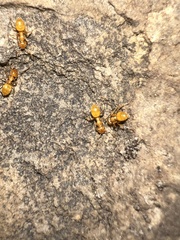 Acanthomyops