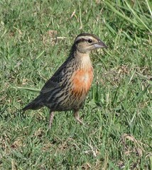 Leistes superciliaris