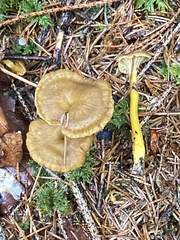 Craterellus