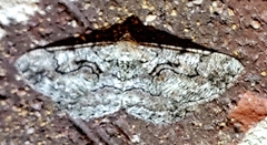 Cymatophora approximaria