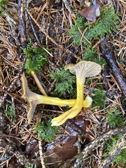 Craterellus