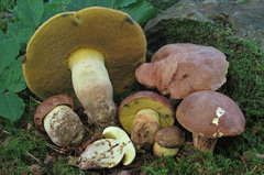 Butyriboletus appendiculatus