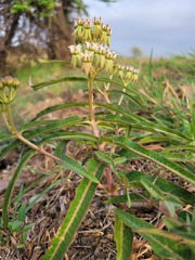 Asclepias meliodora