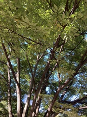 Zelkova
