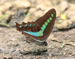 Graphium teredon