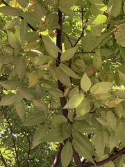 Zelkova