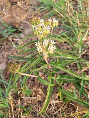 Asclepias meliodora