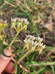 Asclepias meliodora