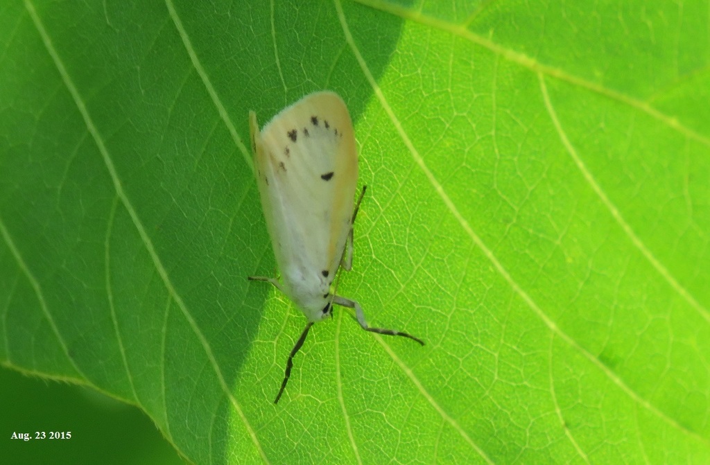 Miltochrista pallida