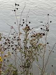 Desmanthus illinoensis