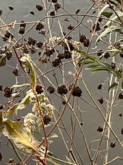 Desmanthus illinoensis