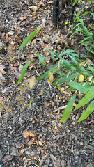 Chasmanthium latifolium