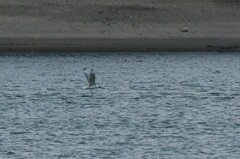 Ichthyaetus ichthyaetus