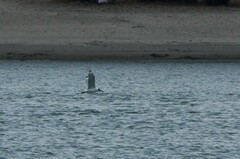 Ichthyaetus ichthyaetus