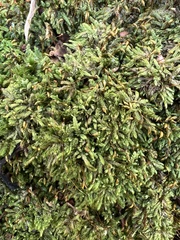 Brotherella recurvans