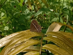 Mycalesis mineus