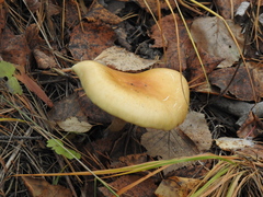 Cortinarius trivialis