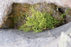 Cryptogramma cascadensis