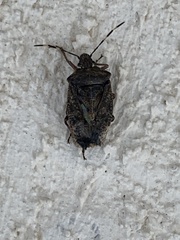 Rhaphigaster nebulosa