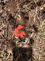 Crossandra massaica, photograph author not stated, no rights reserved