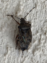 Rhaphigaster nebulosa