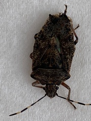 Rhaphigaster nebulosa