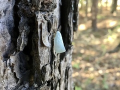 Flatormenis proxima