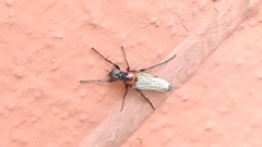 Dilophus pectoralis